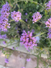 Cargar imagen en el visor de la galería, Rocío
